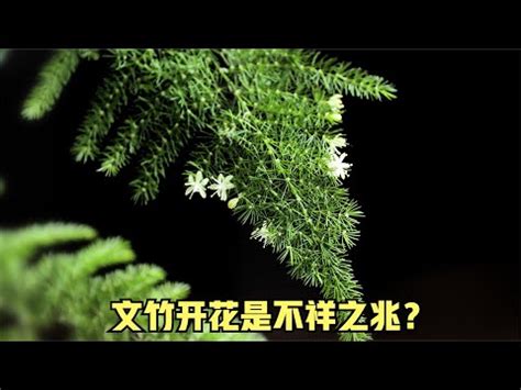 文竹風水辦公室|文竹風水辦公室：如何招貴人？